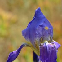 26.04.12 Ирис месопотамский Iris mesopotamica Семейство Ирисовые - Касатиковые (Iridaceae :: Борис Ржевский