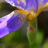 26.04.12 Ирис месопотамский Iris mesopotamica Семейство Ирисовые - Касатиковые (Iridaceae) Деталь :: Борис Ржевский