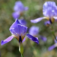 26.04.12 Ирис месопотамский Iris mesopotamica Семейство Ирисовые - Касатиковые (Iridaceae :: Борис Ржевский