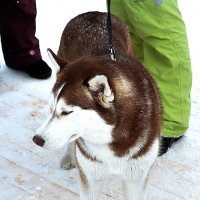 молоденькая хаски... :: вадим измайлов