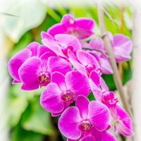 Phalaenopsis :: Вадим Никитин