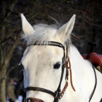 Белый конь :: Роман Калугин