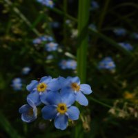 Незабудка :: Светлана Масюкевич