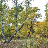 В осеннем лесу :: Александр Садовский