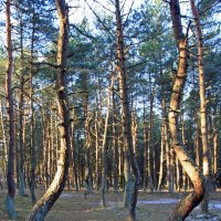 Танцующий лес. :: Владислав Куликов