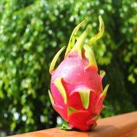 Dragon fruit :: Ятсан Ко