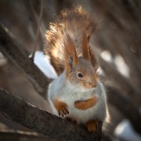 solar squirrel :: Владислав Чернов