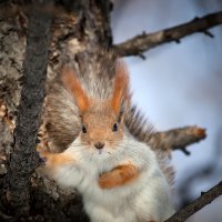 dissatisfied squirrel :: Владислав Чернов