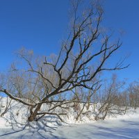 десна после снегопада :: юрий макаров