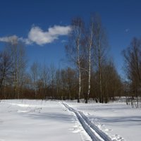 Весенняя лыжня :: Виктор Позняков