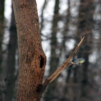 сейчас вылетит птичка :: Евгения Чернявская