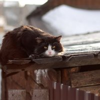 Мартовский кот :: Anastasia Nikiforova