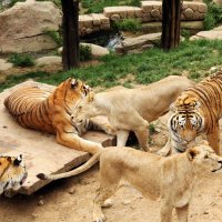 дружба льва и тигра :: Сергей Компаниец