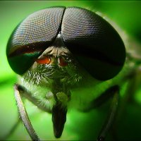 Слепень бычий (Tabanus bovinus). :: Дарья Даркина