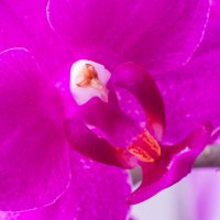 Орхидея :: Михаил Афанасьев