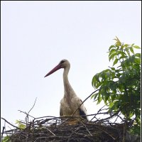 Аист :: Василий Хорошев