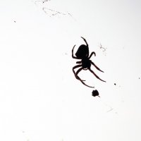 Минималистический паук :: Александр Мурзаев