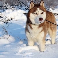 Снегу по колено. :: Татьяна Беляева