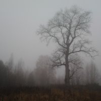 Дерево в тумане :: Елена Бушуева