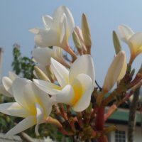 Плумерия , цветы Тайланда :: Наталья Елизарова