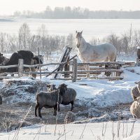 Зимняя пастораль :: Виктор Ковчин