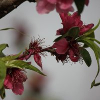 весна :: gennadi ren