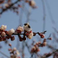 Весна в Пятигорске :: Юлия Говорова