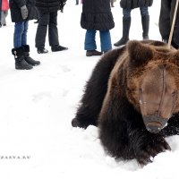 Масленица :: Алия Арзаева