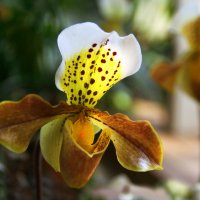 Цветёт орхидея... :: lady-viola2014 -