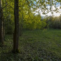 Осинник в солнечных лучах :: Юрий Митенёв