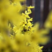 Желтый цвет :: Анастасия Прокопчук
