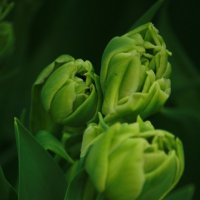 Зелёные тюльпаны :: mirtine 