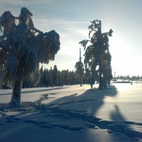 Белое безмолвие :: Алексей М