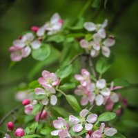 Весеннее цветение. :: Nonna 