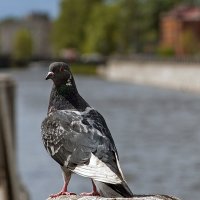 Перед взлетом. :: Владимир Питерский