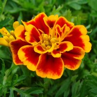 Tagetes :: laana laadas