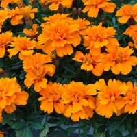 Tagetes :: laana laadas