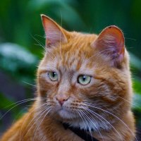 Портрет кота на 3/4... :: Андрей Калгин