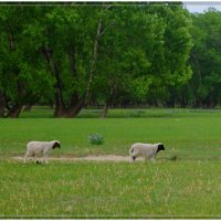 три маленьких овечки :: Елена Никитенко