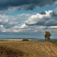 Одинокая берёзка :: Виктор Четошников