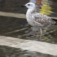 Венеция высокая вода 2014  Città di Venezia - Acqua alta a Venezia :: Олег 