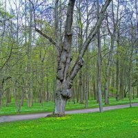 Царское село. Александровский парк. :: alemigun 