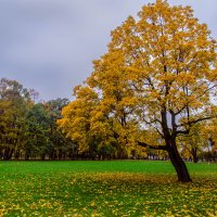 Дерево :: Роман 