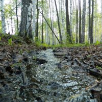 кто под водой? :: Анатолий Смольников