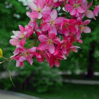 Ветка сакуры :: Анатолий Цыганок