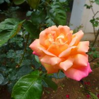 Прекрасная роза, цвета зари :: Марк 