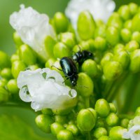 Beetle juice :: Михаил Власенко (мив; miv)