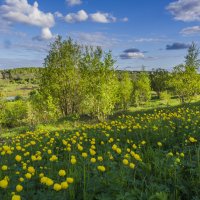 Купальницы цветут :: Дмитрий Царапкин