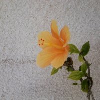 Солнечный цветок :: Dogdik Sem