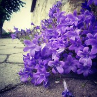 Фиолетовое настроение.... :: Yelena Sievers